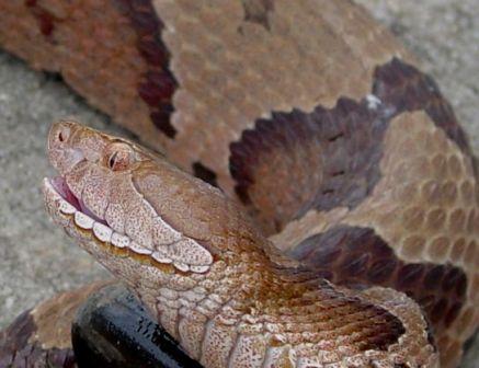 copperhead snake image - Google Images Search Engine